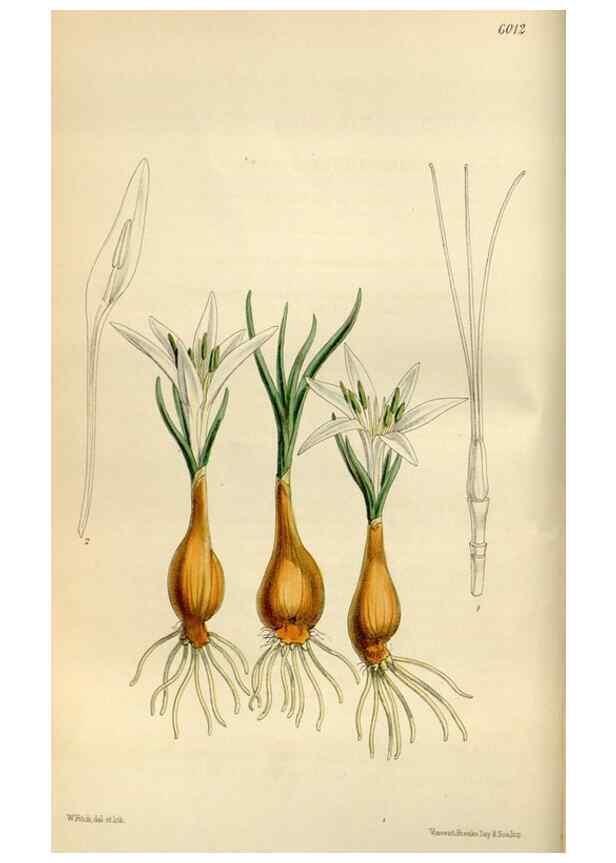 Reproducción/Reproduction 35275694575: Curtis's botanical magazine.. London ; New York [etc.] :Academic Press [etc.]