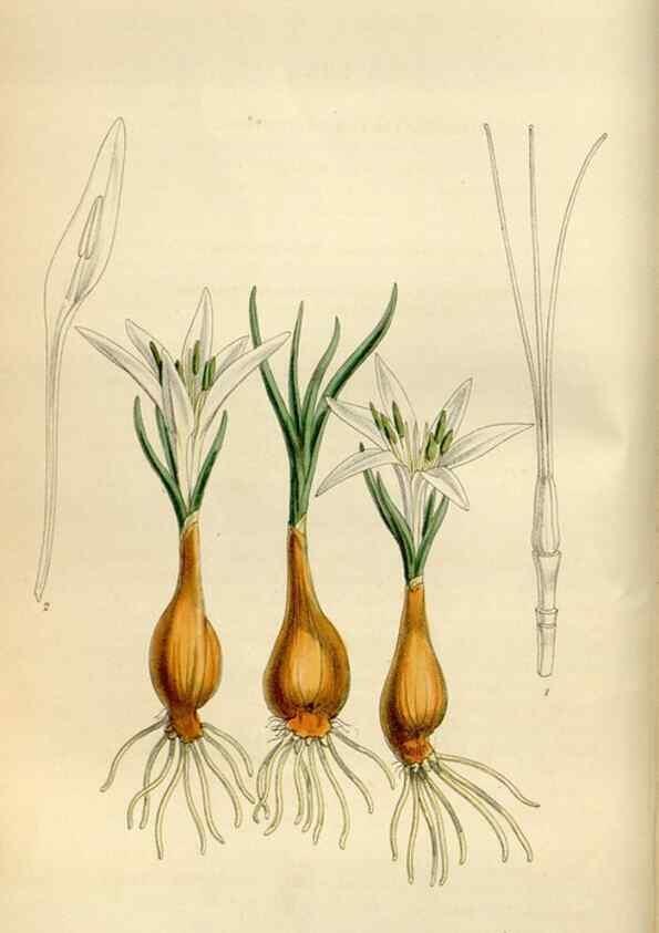Reproducción/Reproduction 35275694575: Curtis's botanical magazine.. London ; New York [etc.] :Academic Press [etc.]