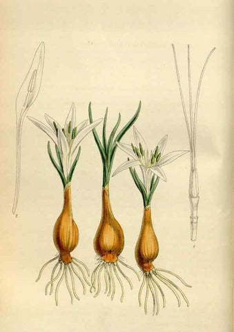 Reproducción/Reproduction 35275694575: Curtis's botanical magazine.. London ; New York [etc.] :Academic Press [etc.]