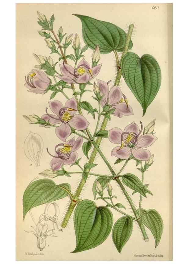 Reproducción/Reproduction 35275692135: Curtis's botanical magazine.. London ; New York [etc.] :Academic Press [etc.]