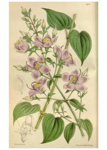 Reproducción/Reproduction 35275692135: Curtis's botanical magazine.. London ; New York [etc.] :Academic Press [etc.]