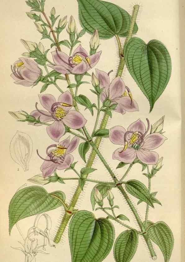Reproducción/Reproduction 35275692135: Curtis's botanical magazine.. London ; New York [etc.] :Academic Press [etc.]