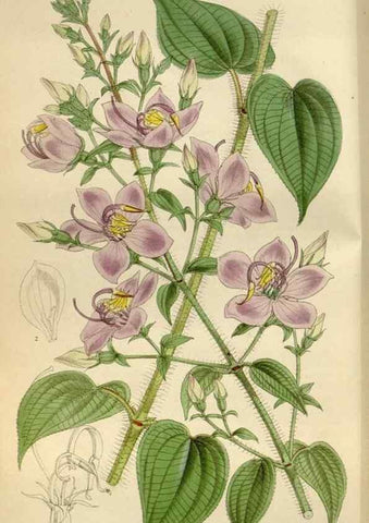 Reproducción/Reproduction 35275692135: Curtis's botanical magazine.. London ; New York [etc.] :Academic Press [etc.]