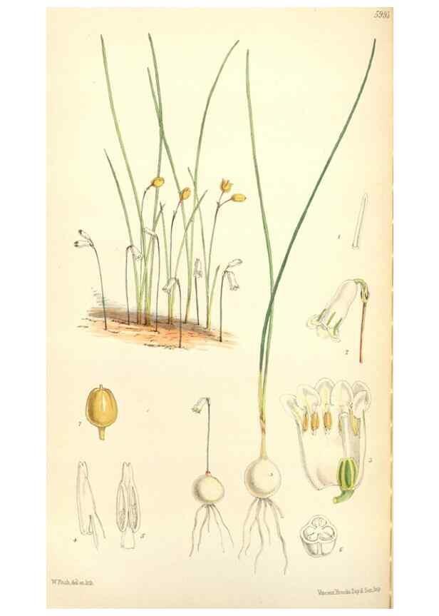 Reproducción/Reproduction 35108976252: Curtis's botanical magazine.. London ; New York [etc.] :Academic Press [etc.]