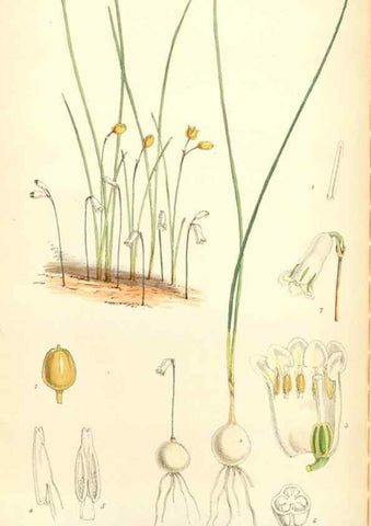 Reproducción/Reproduction 35108976252: Curtis's botanical magazine.. London ; New York [etc.] :Academic Press [etc.]
