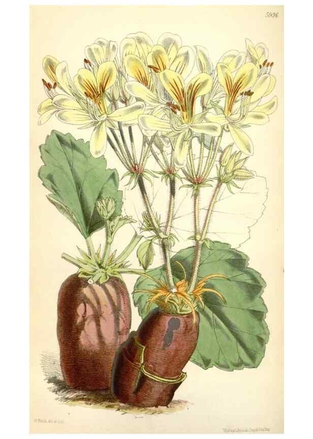 Reproducción/Reproduction 35145393791: Curtis's botanical magazine.. London ; New York [etc.] :Academic Press [etc.]