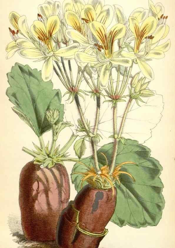 Reproducción/Reproduction 35145393791: Curtis's botanical magazine.. London ; New York [etc.] :Academic Press [etc.]