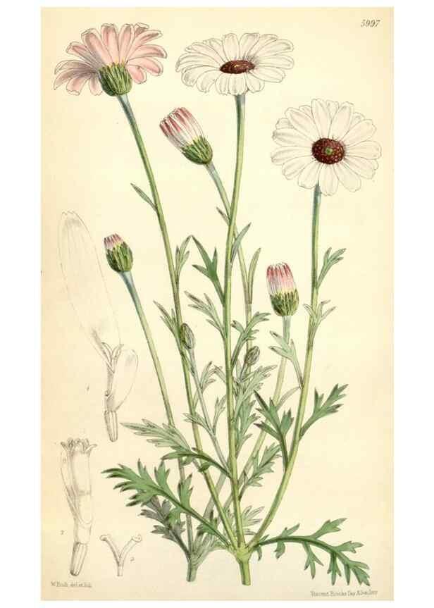 Reproducción/Reproduction 34888244480: Curtis's botanical magazine.. London ; New York [etc.] :Academic Press [etc.]