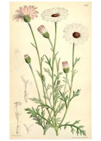 Reproducción/Reproduction 34888244480: Curtis's botanical magazine.. London ; New York [etc.] :Academic Press [etc.]