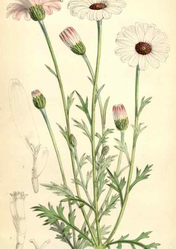 Reproducción/Reproduction 34888244480: Curtis's botanical magazine.. London ; New York [etc.] :Academic Press [etc.]