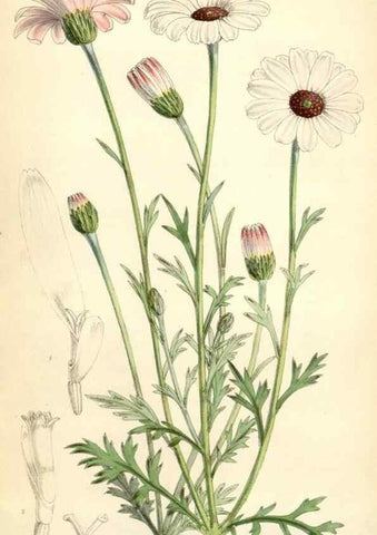 Reproducción/Reproduction 34888244480: Curtis's botanical magazine.. London ; New York [etc.] :Academic Press [etc.]