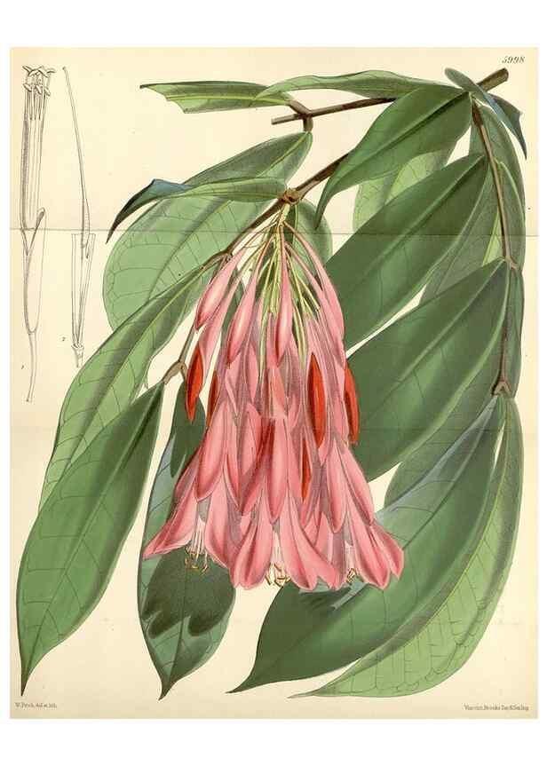 Reproducción/Reproduction 34888246230: Curtis's botanical magazine.. London ; New York [etc.] :Academic Press [etc.]