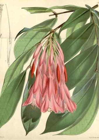 Reproducción/Reproduction 34888246230: Curtis's botanical magazine.. London ; New York [etc.] :Academic Press [etc.]