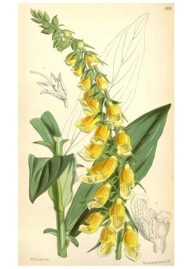 Reproducción/Reproduction 35235088486: Curtis's botanical magazine.. London ; New York [etc.] :Academic Press [etc.]