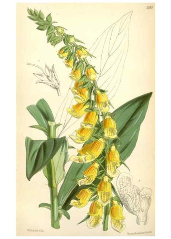 Reproducción/Reproduction 35235088486: Curtis's botanical magazine.. London ; New York [etc.] :Academic Press [etc.]