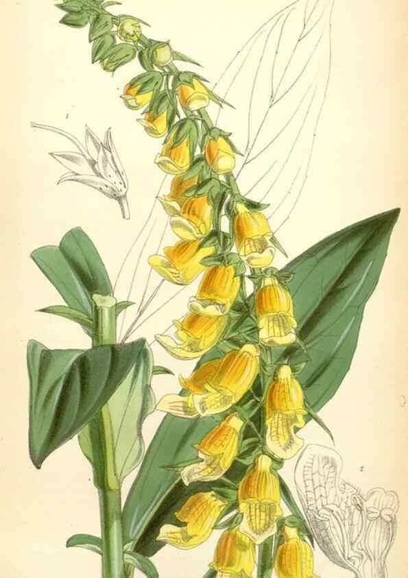 Reproducción/Reproduction 35235088486: Curtis's botanical magazine.. London ; New York [etc.] :Academic Press [etc.]