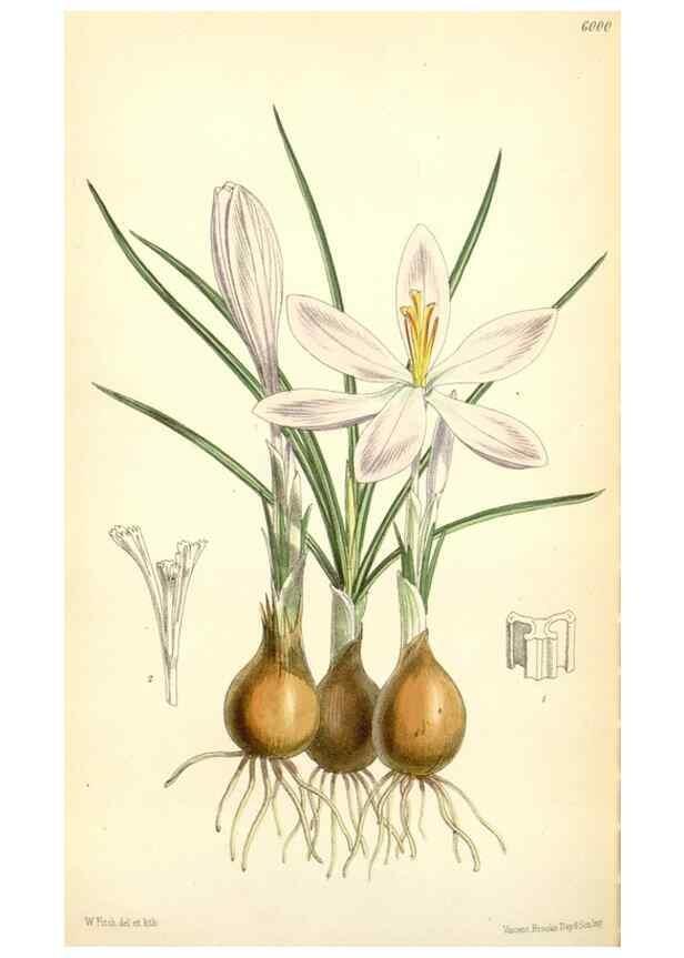 Reproducción/Reproduction 35235090266: Curtis's botanical magazine.. London ; New York [etc.] :Academic Press [etc.]