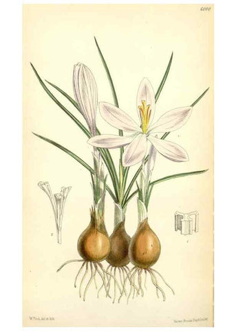 Reproducción/Reproduction 35235090266: Curtis's botanical magazine.. London ; New York [etc.] :Academic Press [etc.]