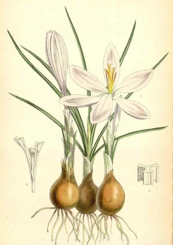 Reproducción/Reproduction 35235090266: Curtis's botanical magazine.. London ; New York [etc.] :Academic Press [etc.]