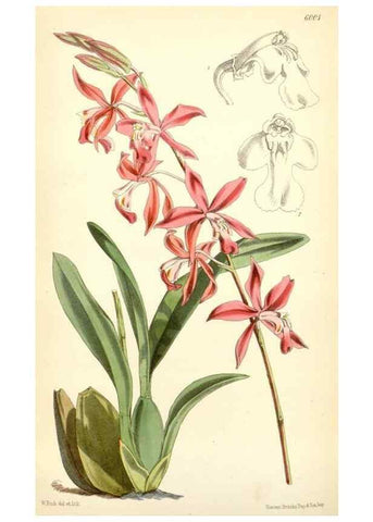 Reproducción/Reproduction 35235092106: Curtis's botanical magazine.. London ; New York [etc.] :Academic Press [etc.]