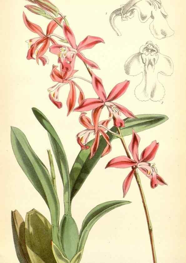 Reproducción/Reproduction 35235092106: Curtis's botanical magazine.. London ; New York [etc.] :Academic Press [etc.]