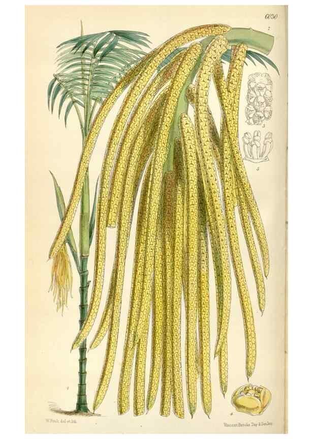 Reproducción/Reproduction 34431920054: Curtis's botanical magazine.. London ; New York [etc.] :Academic Press [etc.]