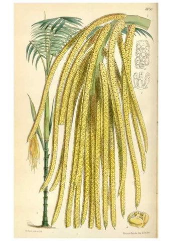 Reproducción/Reproduction 34431920054: Curtis's botanical magazine.. London ; New York [etc.] :Academic Press [etc.]