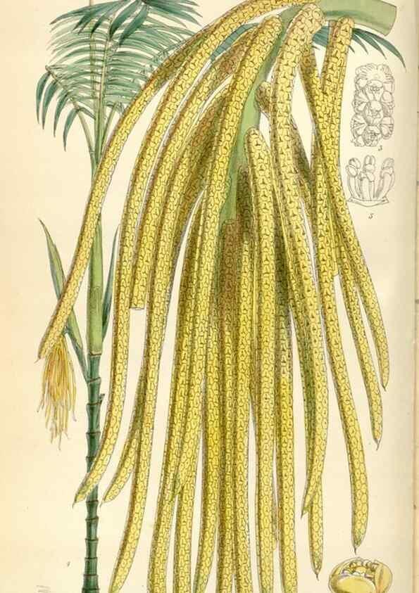 Reproducción/Reproduction 34431920054: Curtis's botanical magazine.. London ; New York [etc.] :Academic Press [etc.]