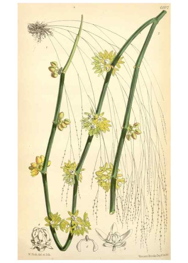 Reproducción/Reproduction 35235093916: Curtis's botanical magazine.. London ; New York [etc.] :Academic Press [etc.]