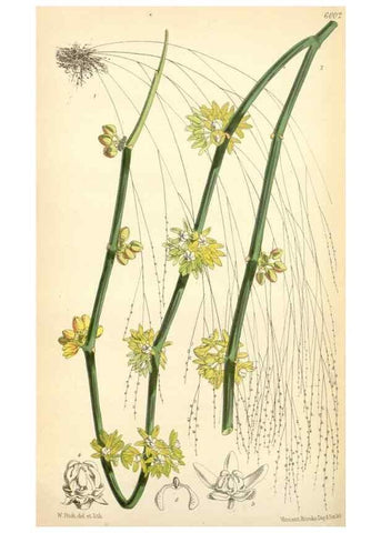 Reproducción/Reproduction 35235093916: Curtis's botanical magazine.. London ; New York [etc.] :Academic Press [etc.]
