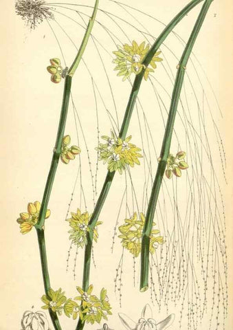 Reproducción/Reproduction 35235093916: Curtis's botanical magazine.. London ; New York [etc.] :Academic Press [etc.]