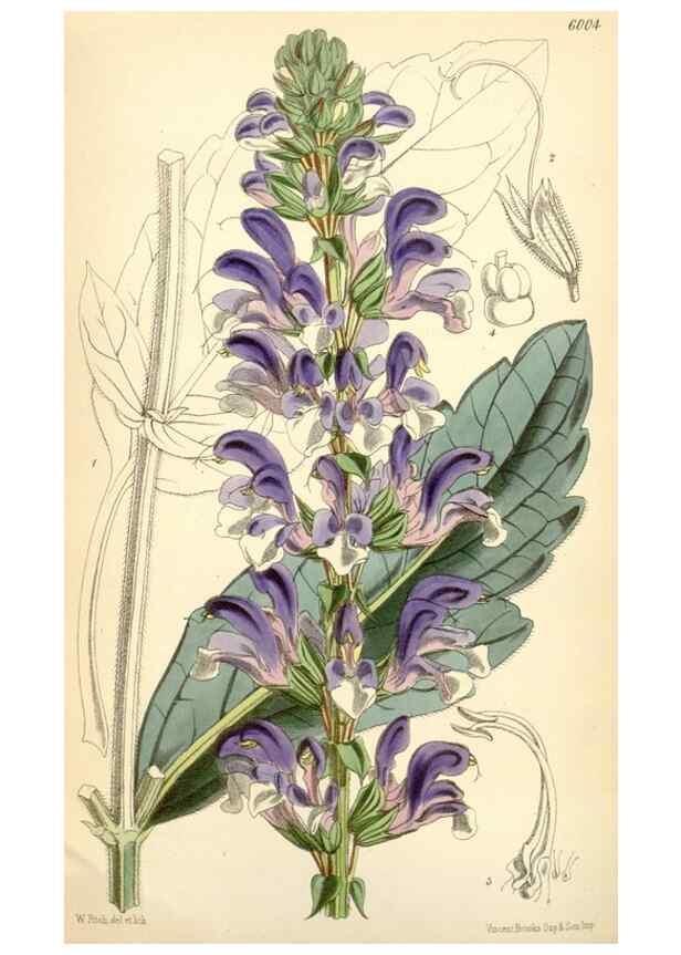 Reproducción/Reproduction 35235100236: Curtis's botanical magazine.. London ; New York [etc.] :Academic Press [etc.]