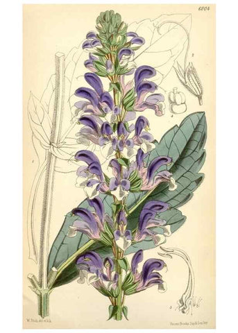 Reproducción/Reproduction 35235100236: Curtis's botanical magazine.. London ; New York [etc.] :Academic Press [etc.]