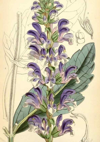 Reproducción/Reproduction 35235100236: Curtis's botanical magazine.. London ; New York [etc.] :Academic Press [etc.]
