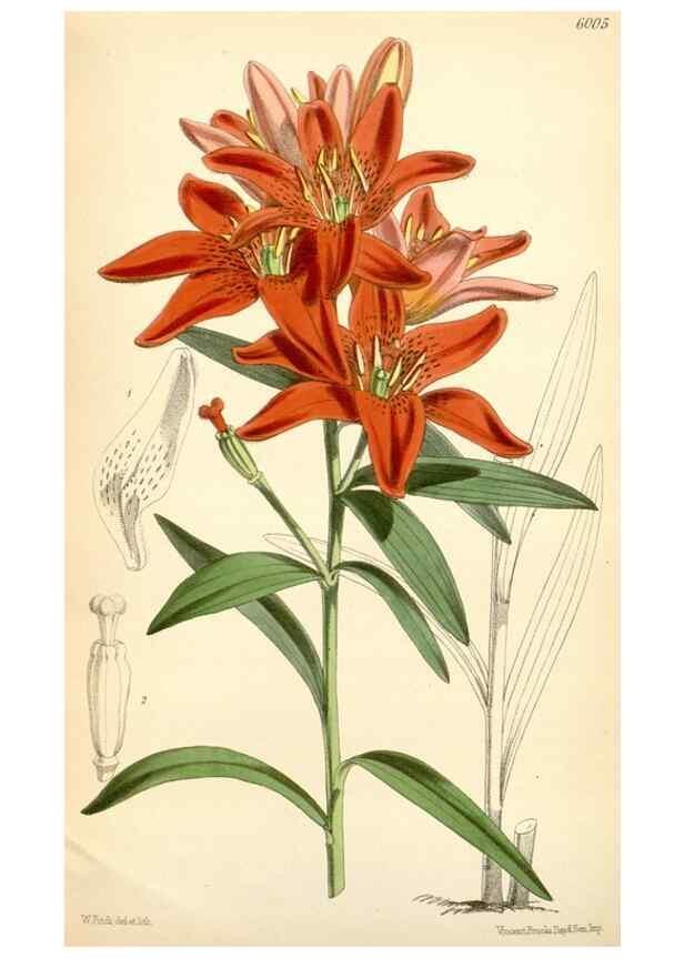 Reproducción/Reproduction 35235102736: Curtis's botanical magazine.. London ; New York [etc.] :Academic Press [etc.]