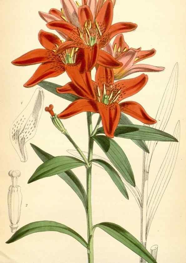 Reproducción/Reproduction 35235102736: Curtis's botanical magazine.. London ; New York [etc.] :Academic Press [etc.]