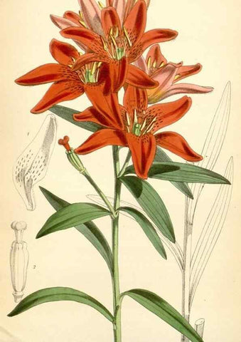 Reproducción/Reproduction 35235102736: Curtis's botanical magazine.. London ; New York [etc.] :Academic Press [etc.]