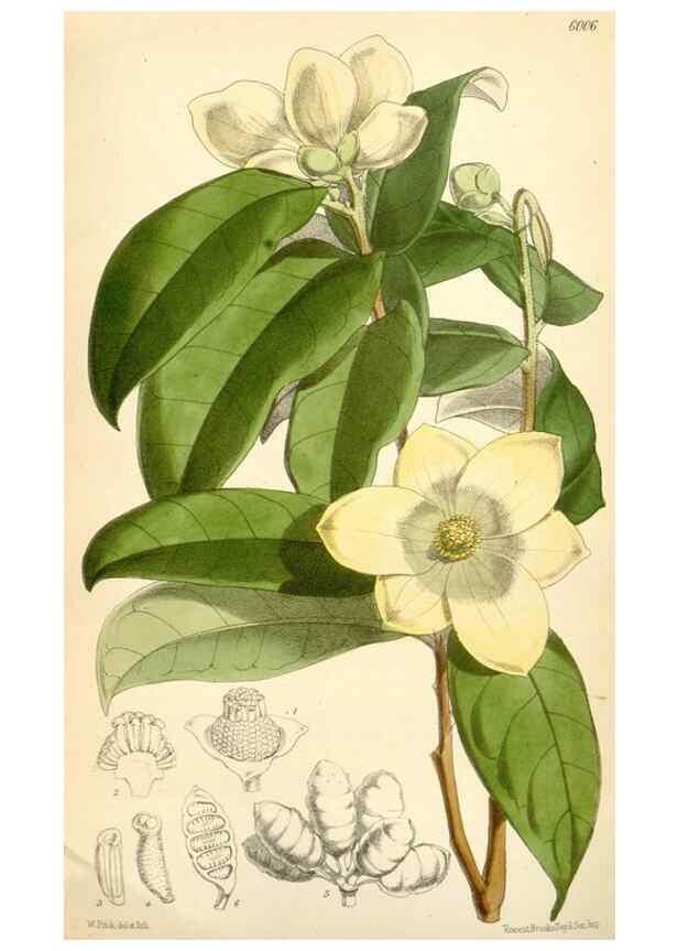Reproducción/Reproduction 35235104236: Curtis's botanical magazine.. London ; New York [etc.] :Academic Press [etc.]