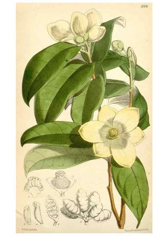 Reproducción/Reproduction 35235104236: Curtis's botanical magazine.. London ; New York [etc.] :Academic Press [etc.]