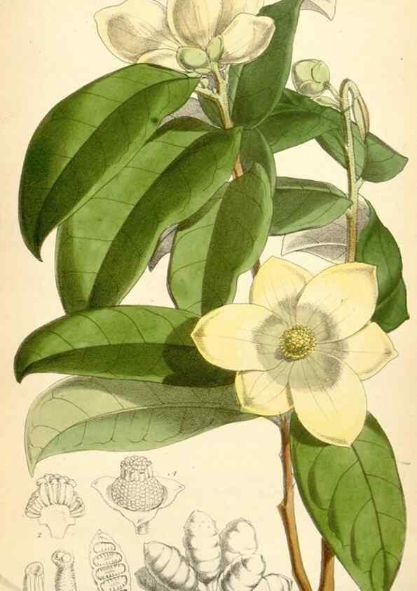 Reproducción/Reproduction 35235104236: Curtis's botanical magazine.. London ; New York [etc.] :Academic Press [etc.]