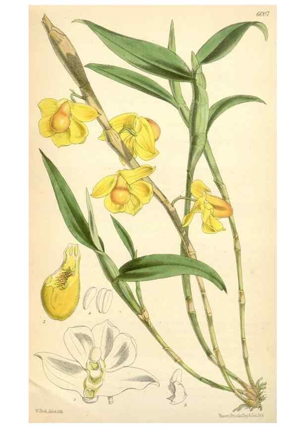 Reproducción/Reproduction 35235105726: Curtis's botanical magazine.. London ; New York [etc.] :Academic Press [etc.]