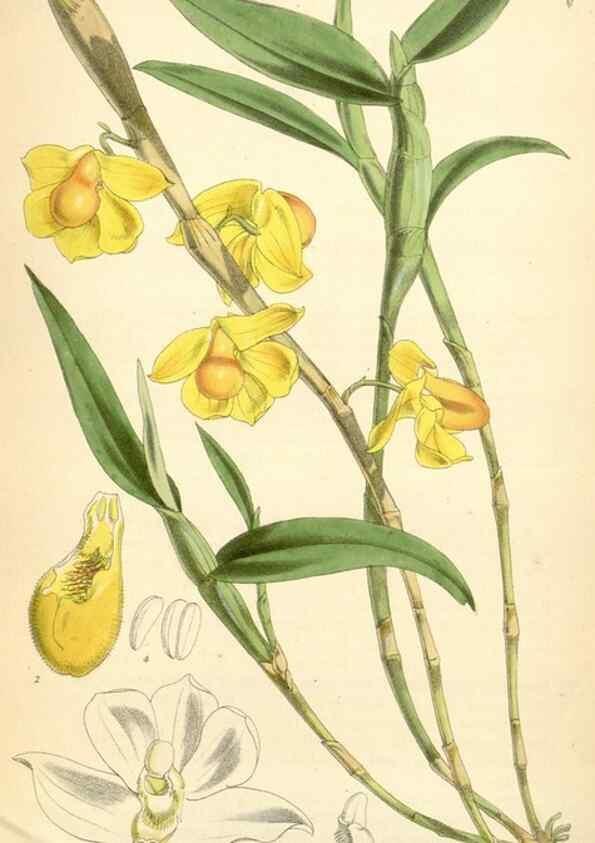 Reproducción/Reproduction 35235105726: Curtis's botanical magazine.. London ; New York [etc.] :Academic Press [etc.]