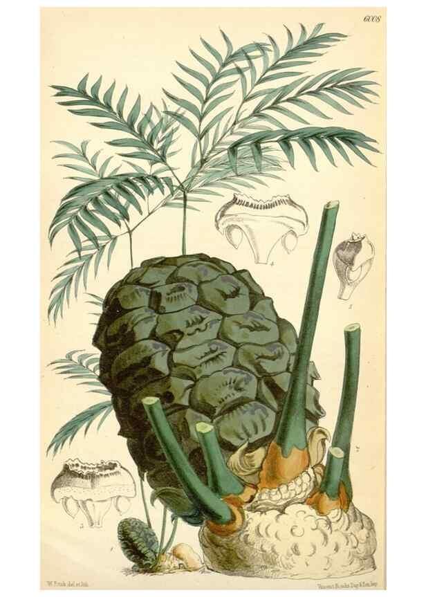 Reproducción/Reproduction 35275633515: Curtis's botanical magazine.. London ; New York [etc.] :Academic Press [etc.]