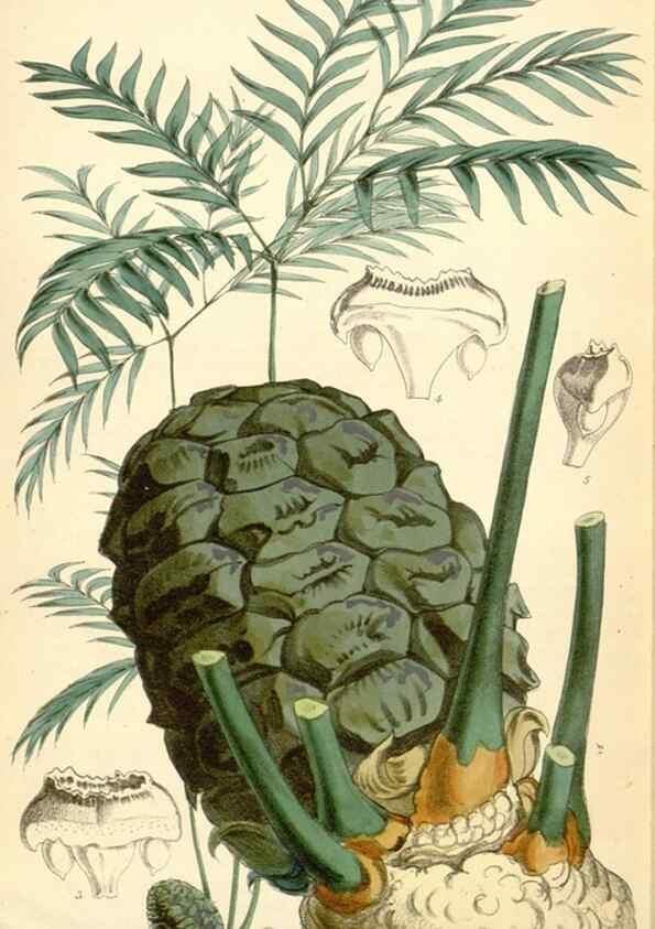 Reproducción/Reproduction 35275633515: Curtis's botanical magazine.. London ; New York [etc.] :Academic Press [etc.]