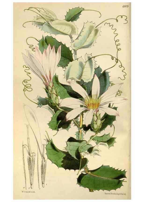 Reproducción/Reproduction 34888335920: Curtis's botanical magazine.. London ; New York [etc.] :Academic Press [etc.]