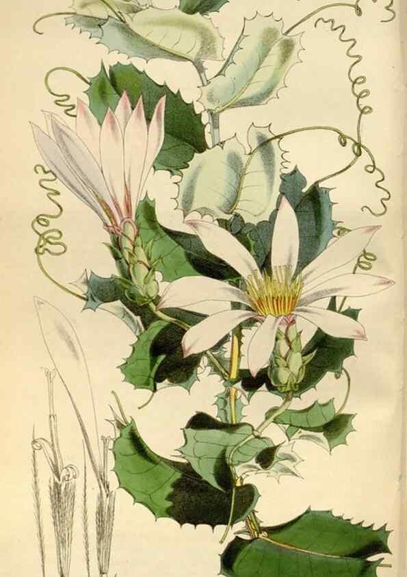 Reproducción/Reproduction 34888335920: Curtis's botanical magazine.. London ; New York [etc.] :Academic Press [etc.]