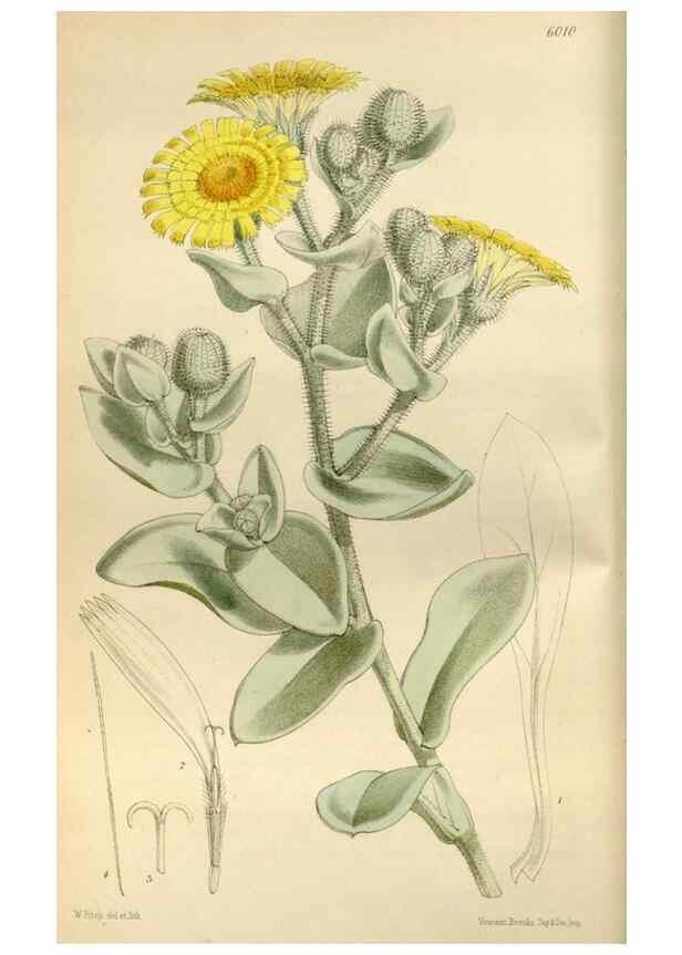 Reproducción/Reproduction 34465971053: Curtis's botanical magazine.. London ; New York [etc.] :Academic Press [etc.]