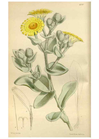 Reproducción/Reproduction 34465971053: Curtis's botanical magazine.. London ; New York [etc.] :Academic Press [etc.]