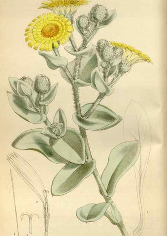 Reproducción/Reproduction 34465971053: Curtis's botanical magazine.. London ; New York [etc.] :Academic Press [etc.]