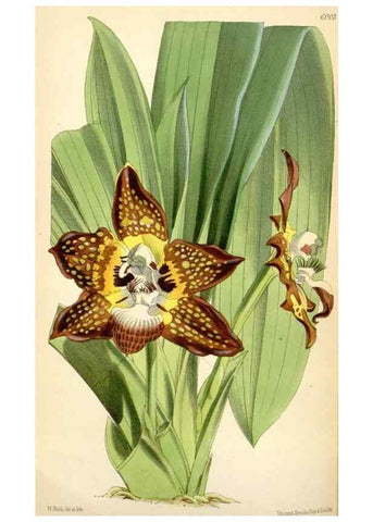 Reproducción/Reproduction 35235096946: Curtis's botanical magazine.. London ; New York [etc.] :Academic Press [etc.]